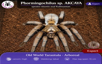 Phormingochilus Sp. Akcaya Sling tarantula